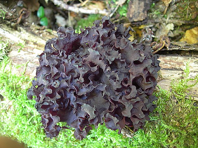 Tremella? (cfr. Tremella foliacea)